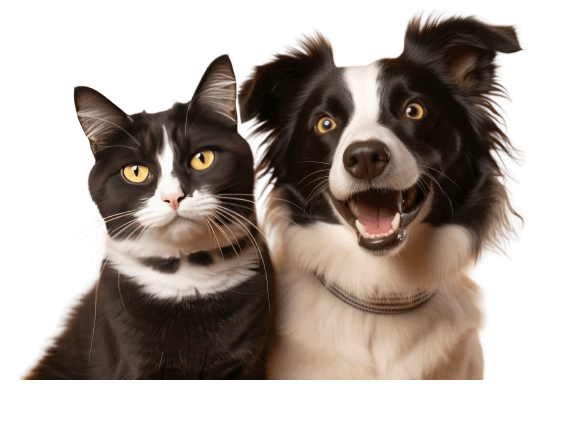 The pet insurance coverage you actually need